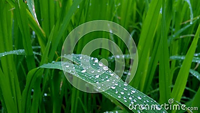 In the morning a dewy bush. Stock Photo