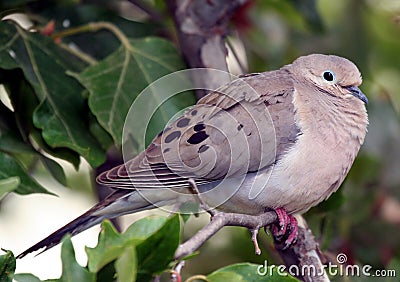 Morning Dove Stock Photo