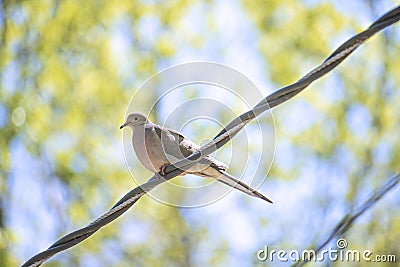 Morning Dove Bird on A Wire Stock Photo