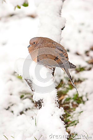 Morning Dove Enduring The Cold Stock Photo