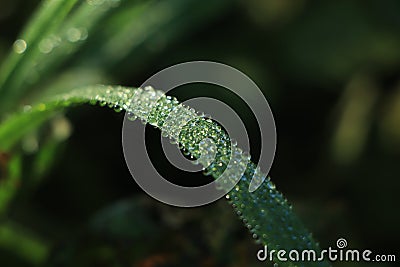 Morning drop on leaf on rice field Stock Photo