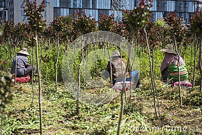 Chinese peasant woman weeding at the farm Editorial Stock Photo