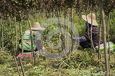 Chinese peasant woman weeding at the farm Editorial Stock Photo