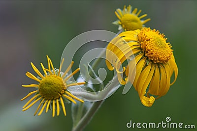 Morning flower Stock Photo