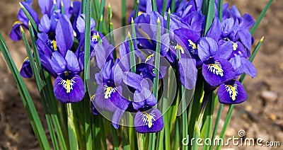 Morning flower iris park Stock Photo