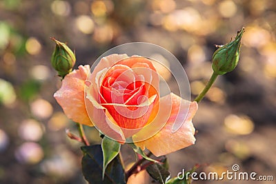 Morning flower rose. Orange blooming rose flower with drops of dew on the petals. Autumn mood. Natural floral background. Stock Photo