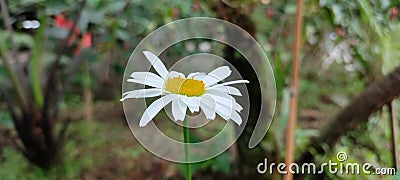 Morning flower& x27;s mood booster Stock Photo
