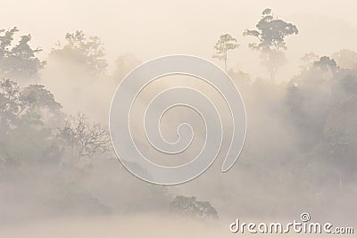 Morning fog in dense tropical rainforest at Hala Bala Wildlife Sanctuary, Misty forest landscape Stock Photo