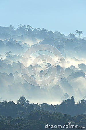 Morning fog in dense tropical rainforest at Khao Yai national park Stock Photo