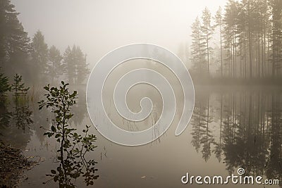 Morning fog at a lake Stock Photo