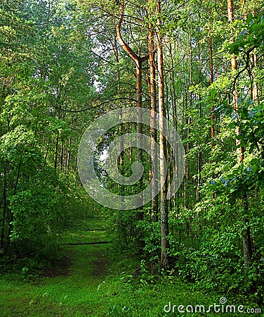 Morning in forest Stock Photo