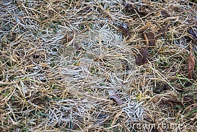 Morning frost and frosted leaves and grass Stock Photo