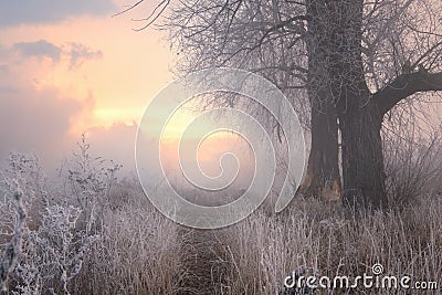 Morning frost. Tree in the sun Stock Photo