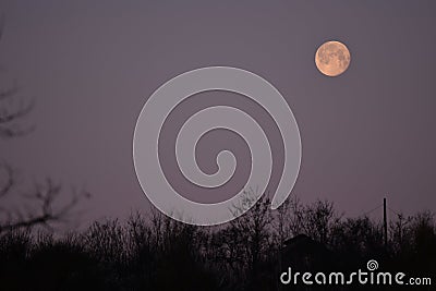 The morning full moon descending to the horizon trough the trees during the spring season Stock Photo