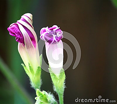 Morning glories Stock Photo