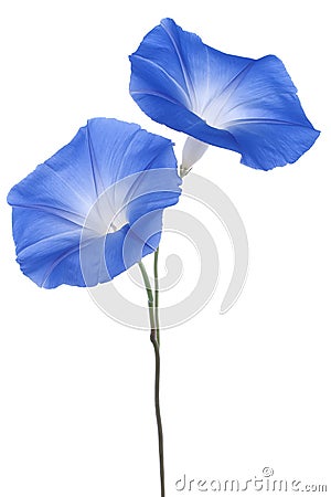 Morning glory Stock Photo