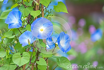 Morning glory in bloom or Blue flower on the bamboo wooden fence wi Stock Photo