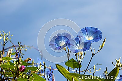 Morning glory Stock Photo