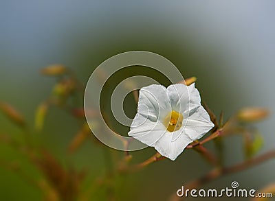 White Flower on blue sky background. Whiteness concept. Stock Photo
