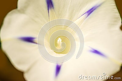 Morning glory with flower, drug of the aztecs Stock Photo