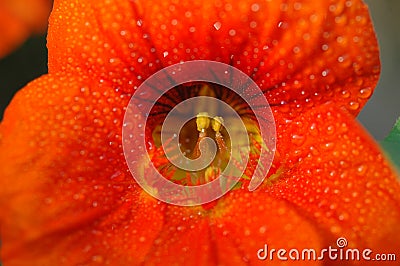 Morning glory flower stamen Stock Photo