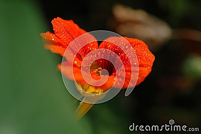 Morning glory flower stamen Stock Photo