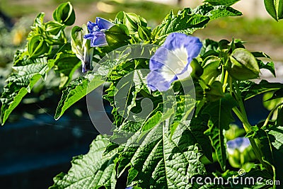 Morning glory, is a genus of the genus Convolvulus, an annual entangled herb.Closeup colorful blossom plant in the garden. Stock Photo