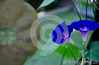 Morning Glory Golden Sun Stock Photo