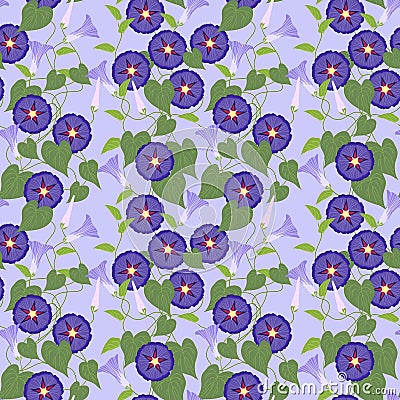 Morning glory seamless pattern. Vector Illustration