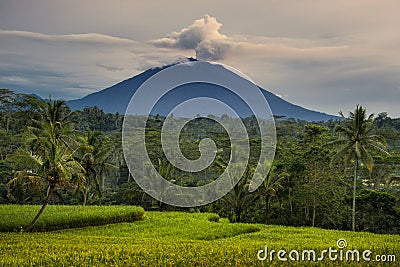 Morning Glory at Ubud Bali indonesia Stock Photo
