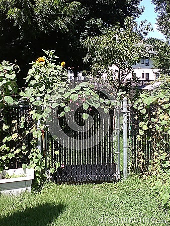 Morning Glory Vine Covered Gate Stock Photo