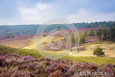 Morning at the heather fields Stock Photo