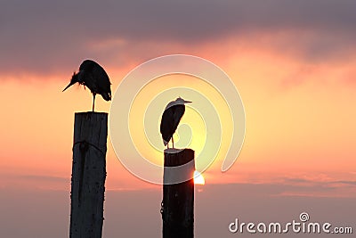 Morning Herons Sunrise Stock Photo