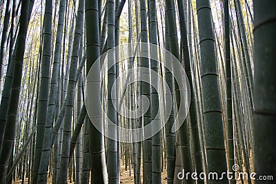 Arashiyama Bambou Forest Stock Photo