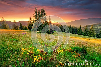 Morning landscape. Green meadow and colorful sky at the sunrise. Stock Photo