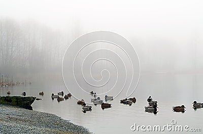 Morning landscape over foggy misty lake with duck Stock Photo
