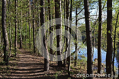 Morning landscape. Pines on the river bank. Russia Stock Photo