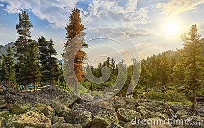 Morning landscape in Siberian mountain forest Stock Photo