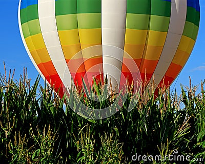 Morning launch of hot-air balloon over a corn field Stock Photo