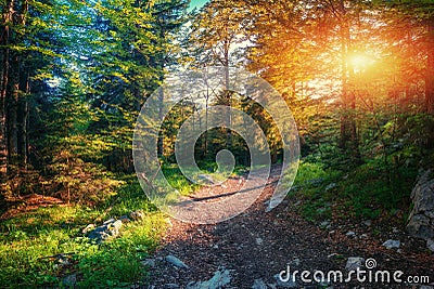 Morning light falls on a forest road. Stock Photo