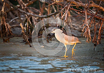 Morning light illuminates a Black crowned night heron as he wades in water`s edge Stock Photo