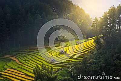 Morning light from rice on terrace at Vietnam Landscape Stock Photo