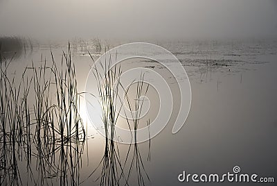 Morning mist Stock Photo