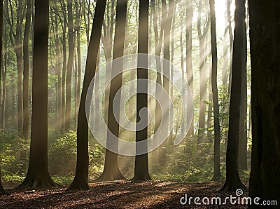 morning in the misty forest Stock Photo