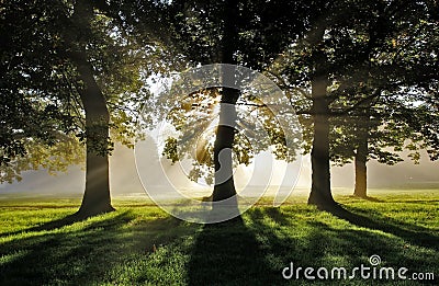 Morning Misty Sun Rays through Oak Trees Stock Photo