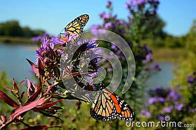 Morning Monarch Butterfly Presence Stock Photo