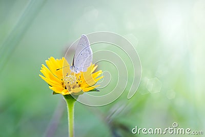 Morning on nature and fluttering butterfly on soft green background, macro. Spring template Stock Photo