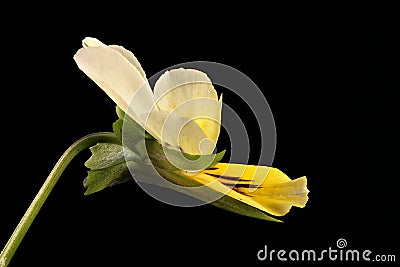 Morning Pansy (Viola matutina). Flower Closeup Cartoon Illustration