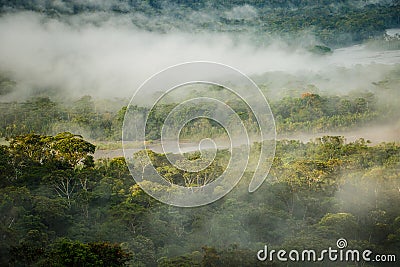 The Morning rain forest in Amazonic jungle, Ecuador Stock Photo