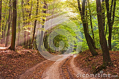 Morning rays in the autumn forest. The road is covered with fall Stock Photo